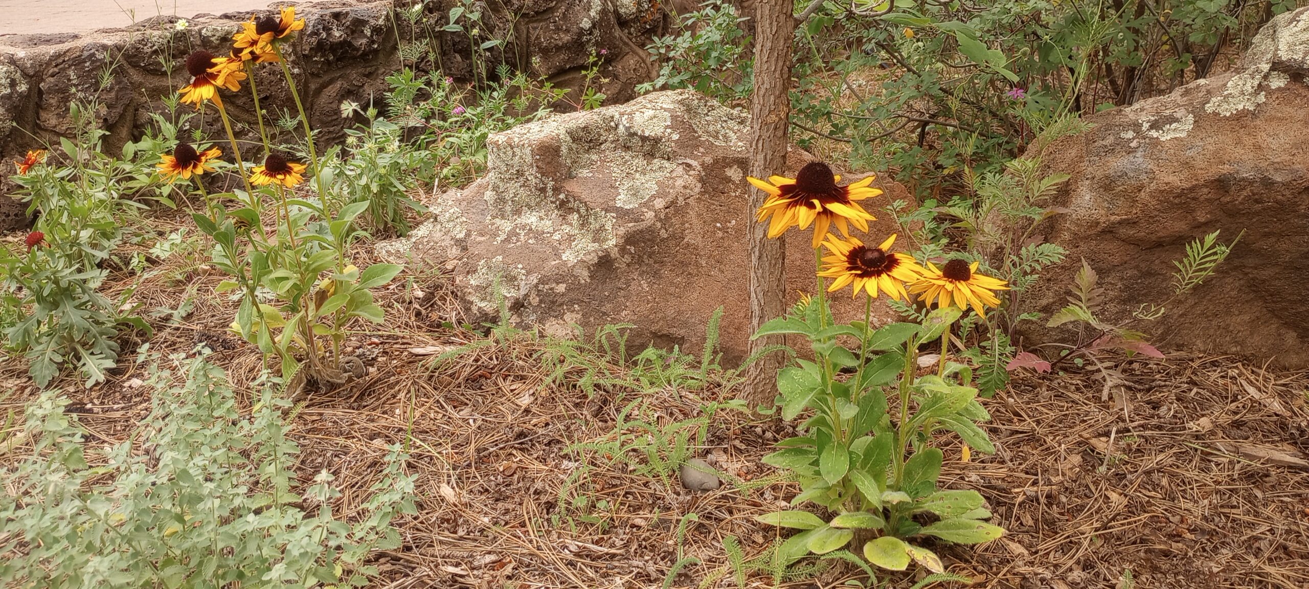 Planting Perennials: Tips for Happy Plants
