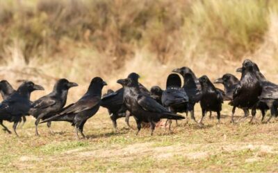 Crows & Ravens: Enjoying The Little Things in Life