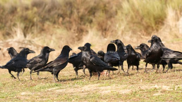 Crows & Ravens: Enjoying The Little Things in Life
