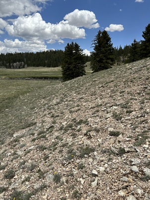 Habitat area of open meadow
