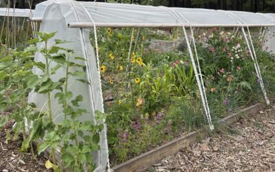 A Season with Steady Harvest MiniTunnels