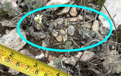 The Kaibab Bladderpod