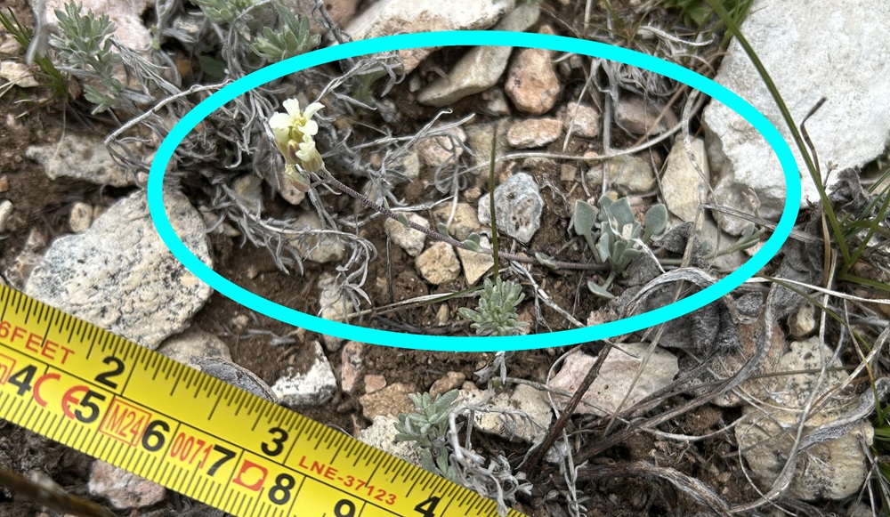 The Kaibab Bladderpod