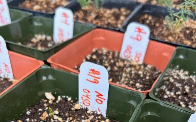 Smoke and Goodding’s Onion