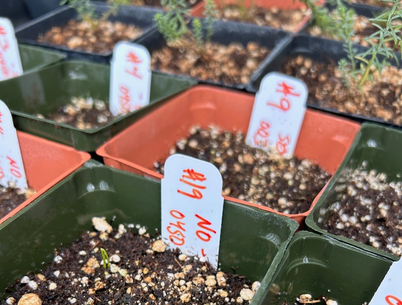 Smoke and Goodding’s Onion