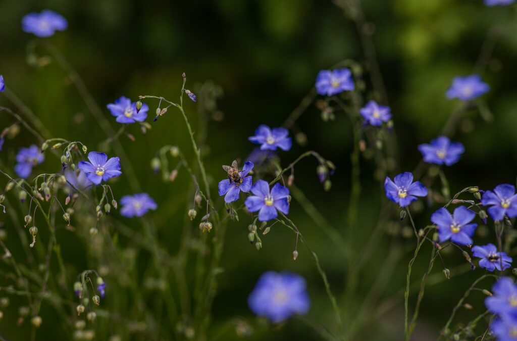 How to Grow Wildflowers