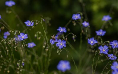 How to Grow Wildflowers