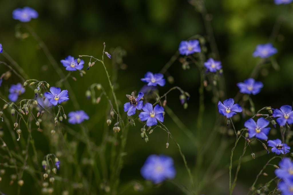How to Grow Wildflowers