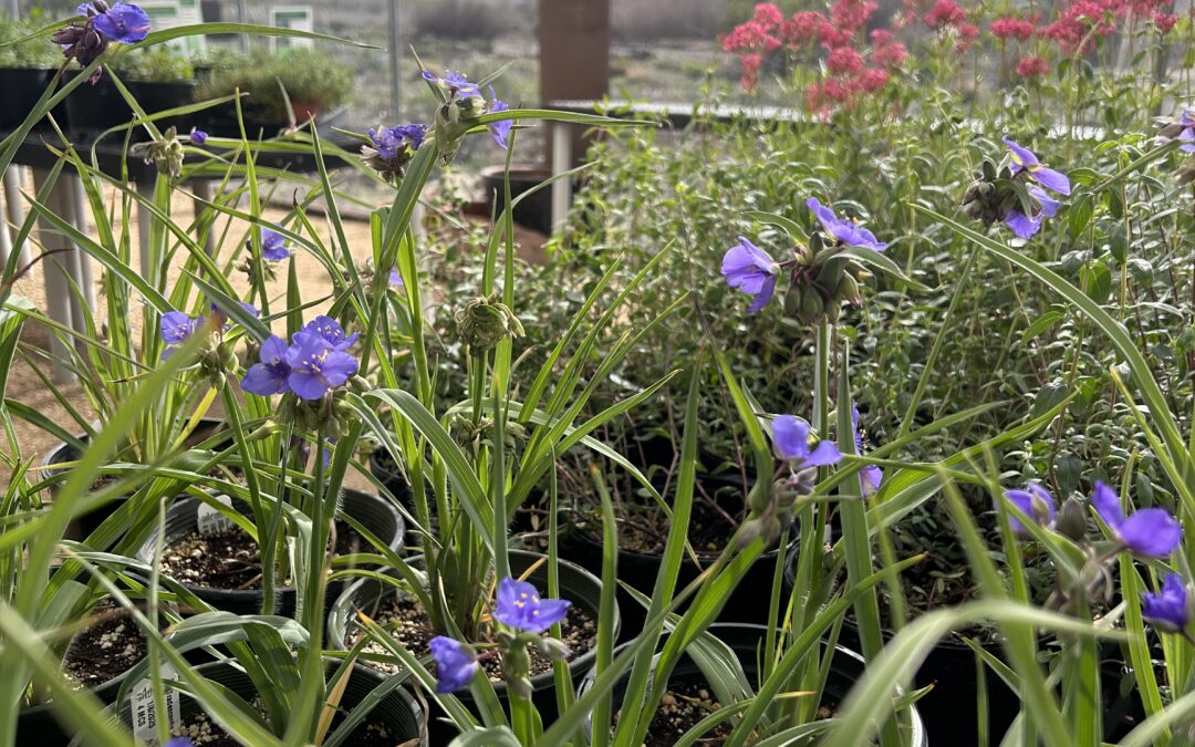 From Our Garden to Yours: Arb-Grown Plants
