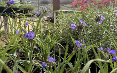 From Our Garden to Yours: Arb-Grown Plants