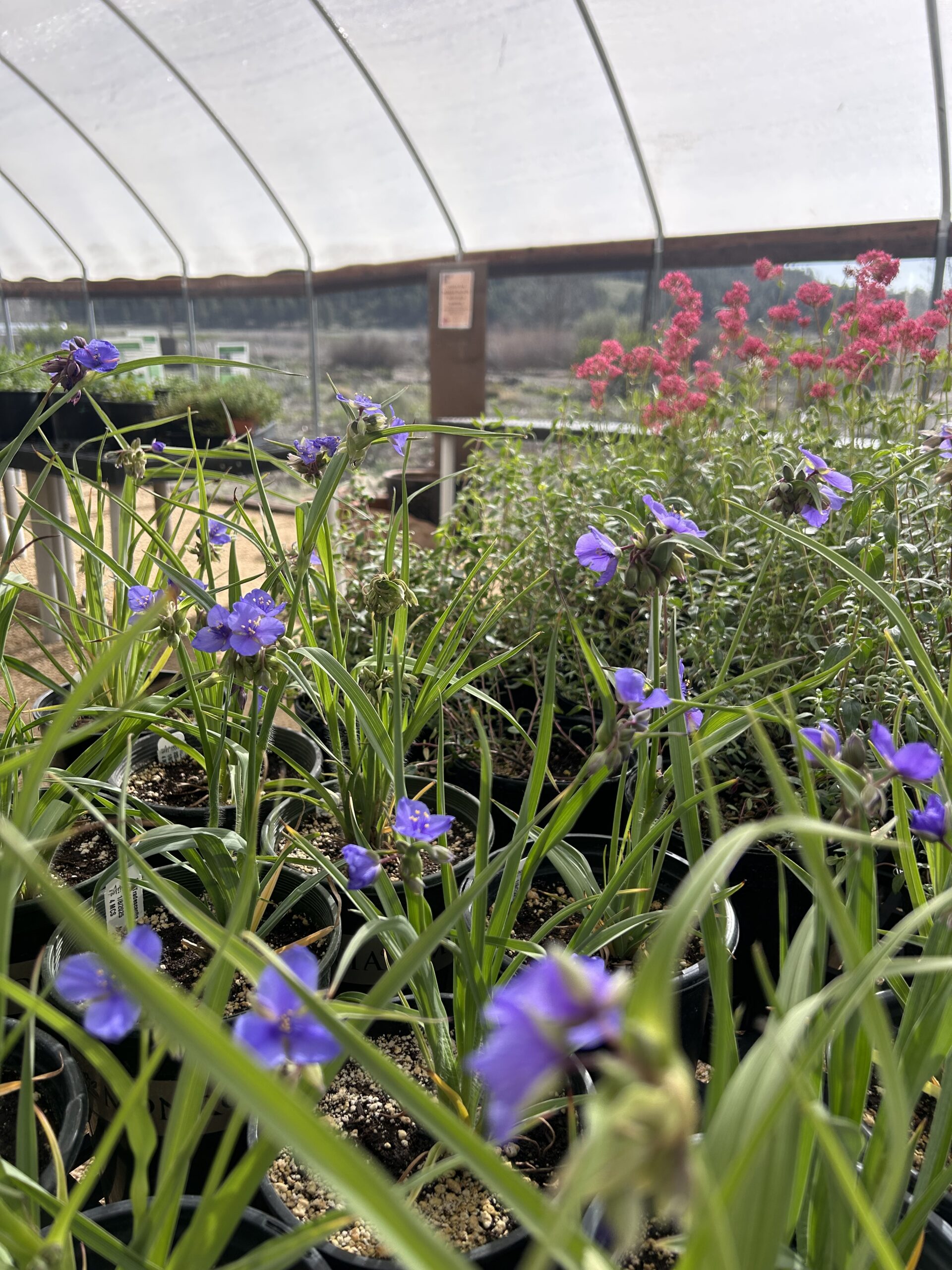 From Our Garden to Yours: Arb-Grown Plants