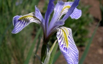 45 Years of Plant Conservation