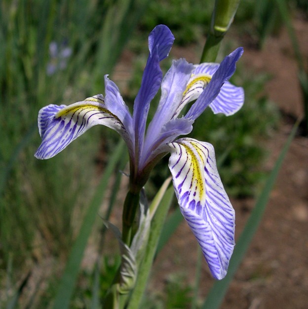 45 Years of Plant Conservation