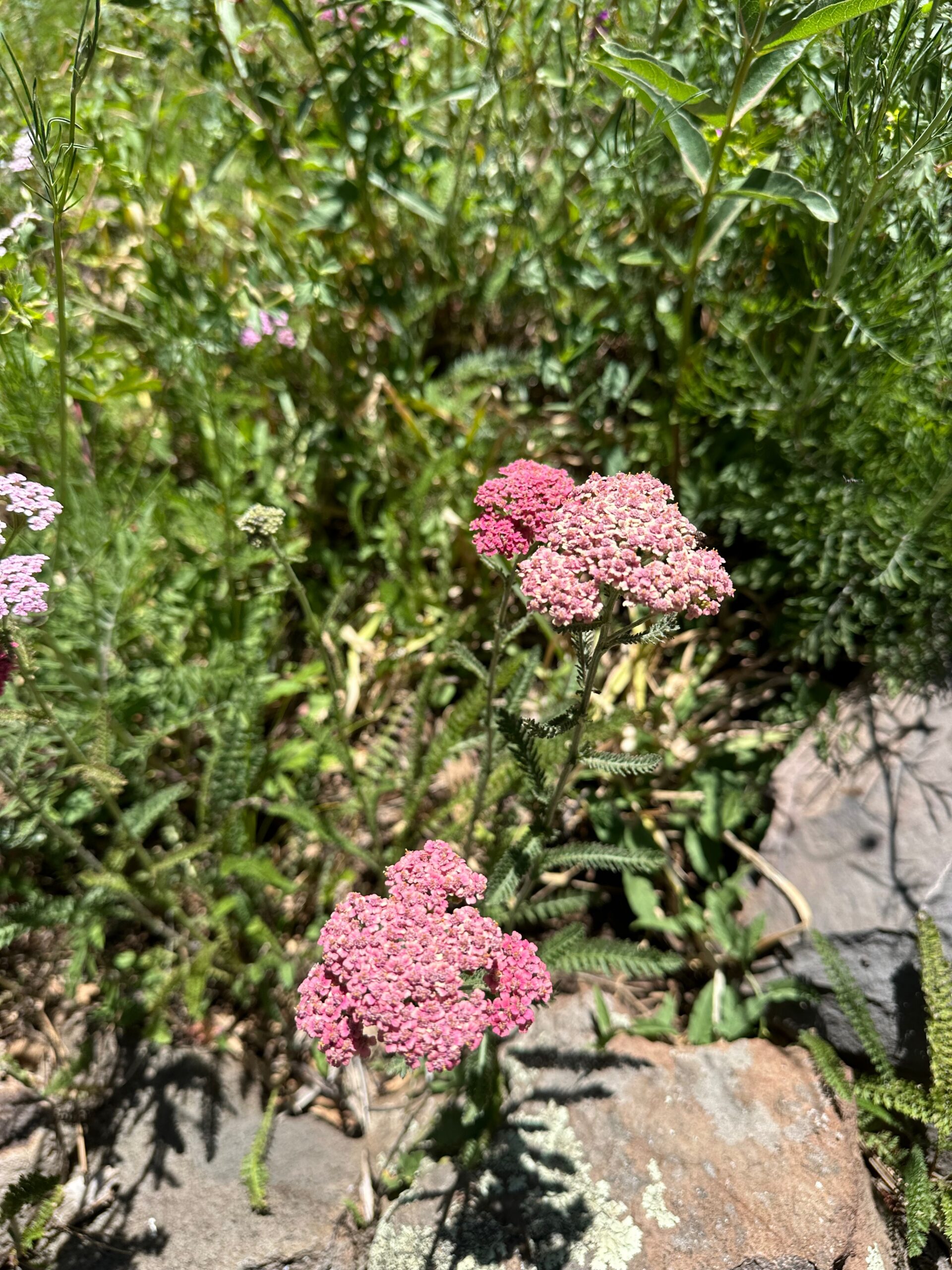 bunches of multicolored yarrow flowers