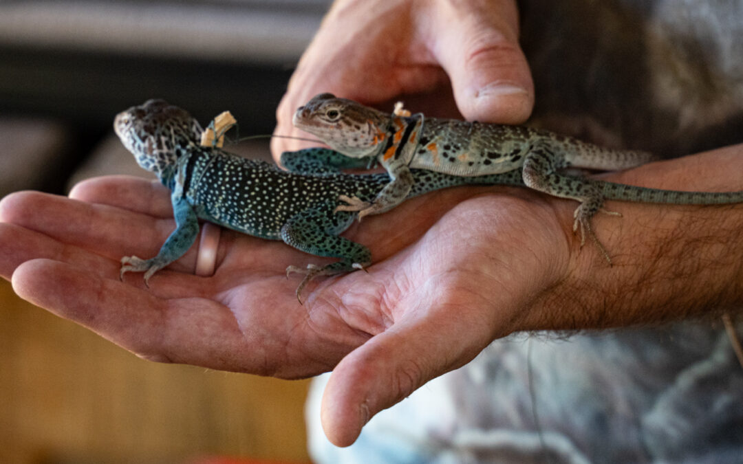Reptiles and Amphibians of the Colorado Plateau