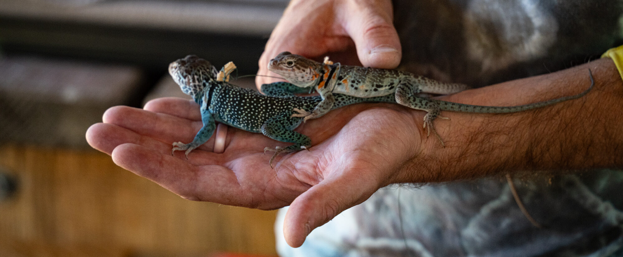Reptiles and Amphibians of the Colorado Plateau