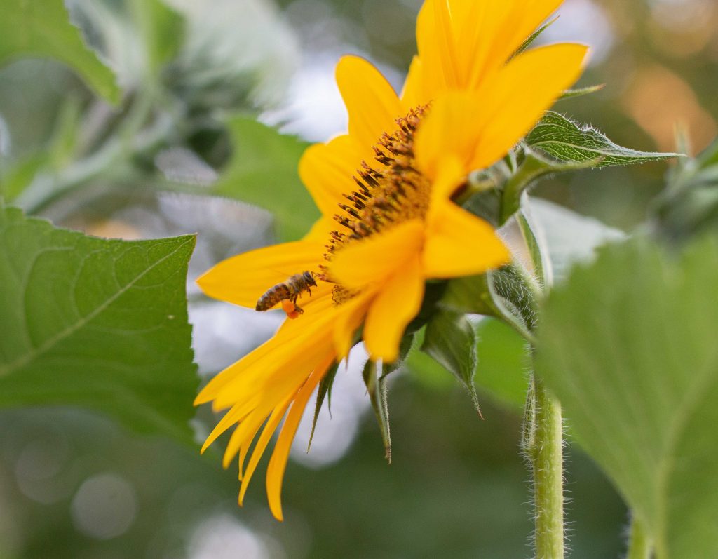 honey bee on a sunflower