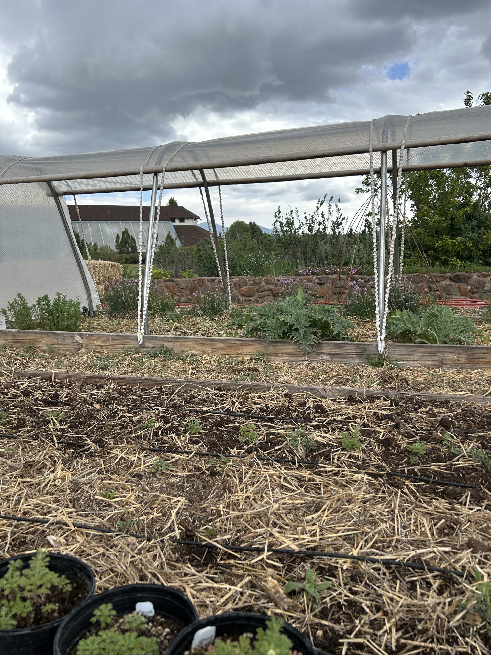 Planting the vegetable garden under cloudy skies in June, a rare delight