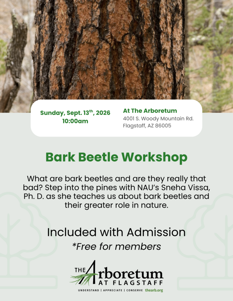 Bark Beetle workshop