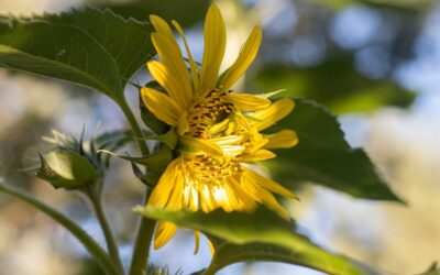 The Wonder of Sunflowers