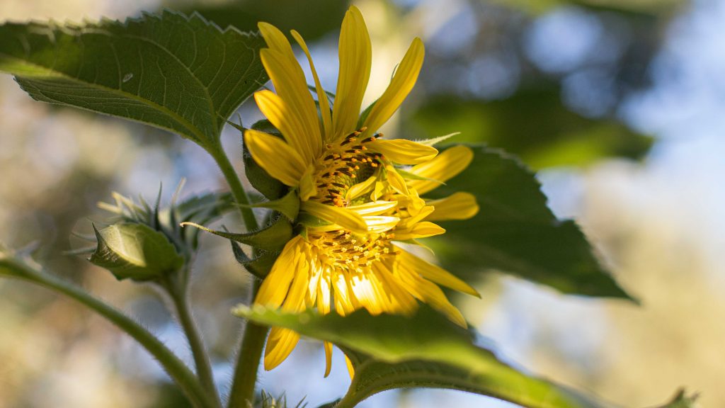 The Wonder of Sunflowers