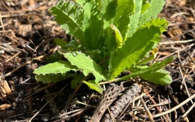 Getting Your Transplants Through June