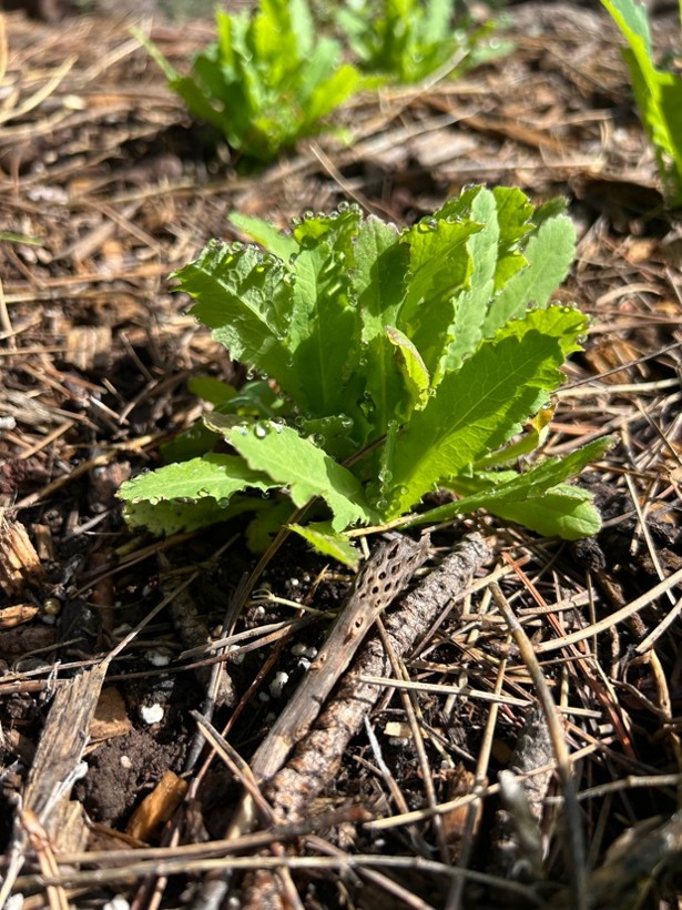 Getting Your Transplants Through June