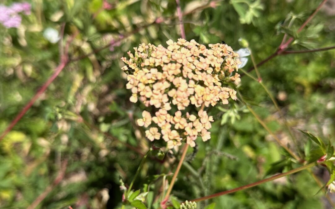 The Magic of Yarrow