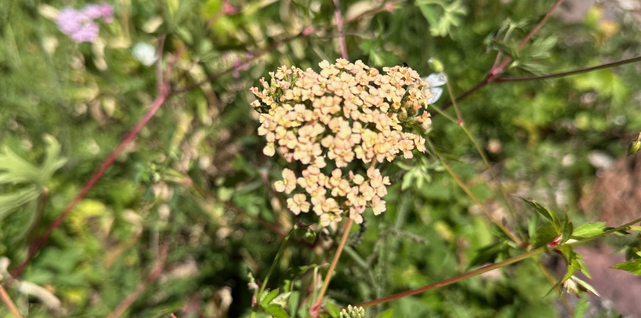 The Magic of Yarrow