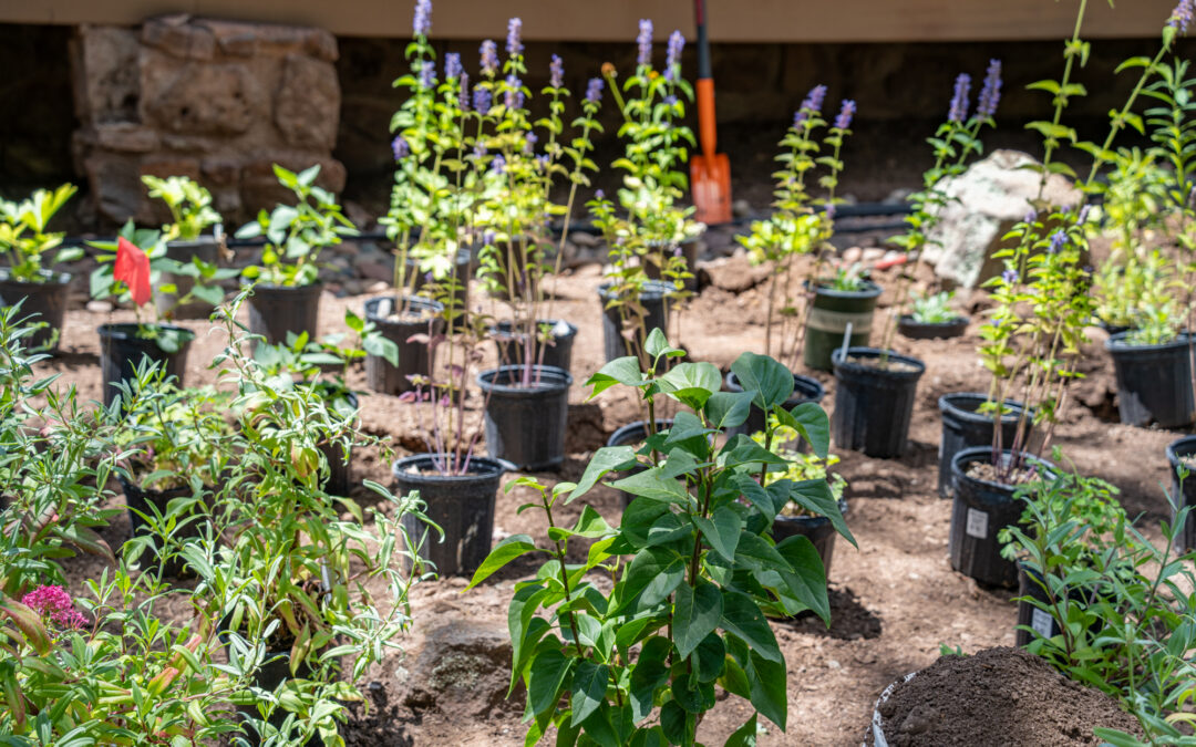 Promoting Native Plants