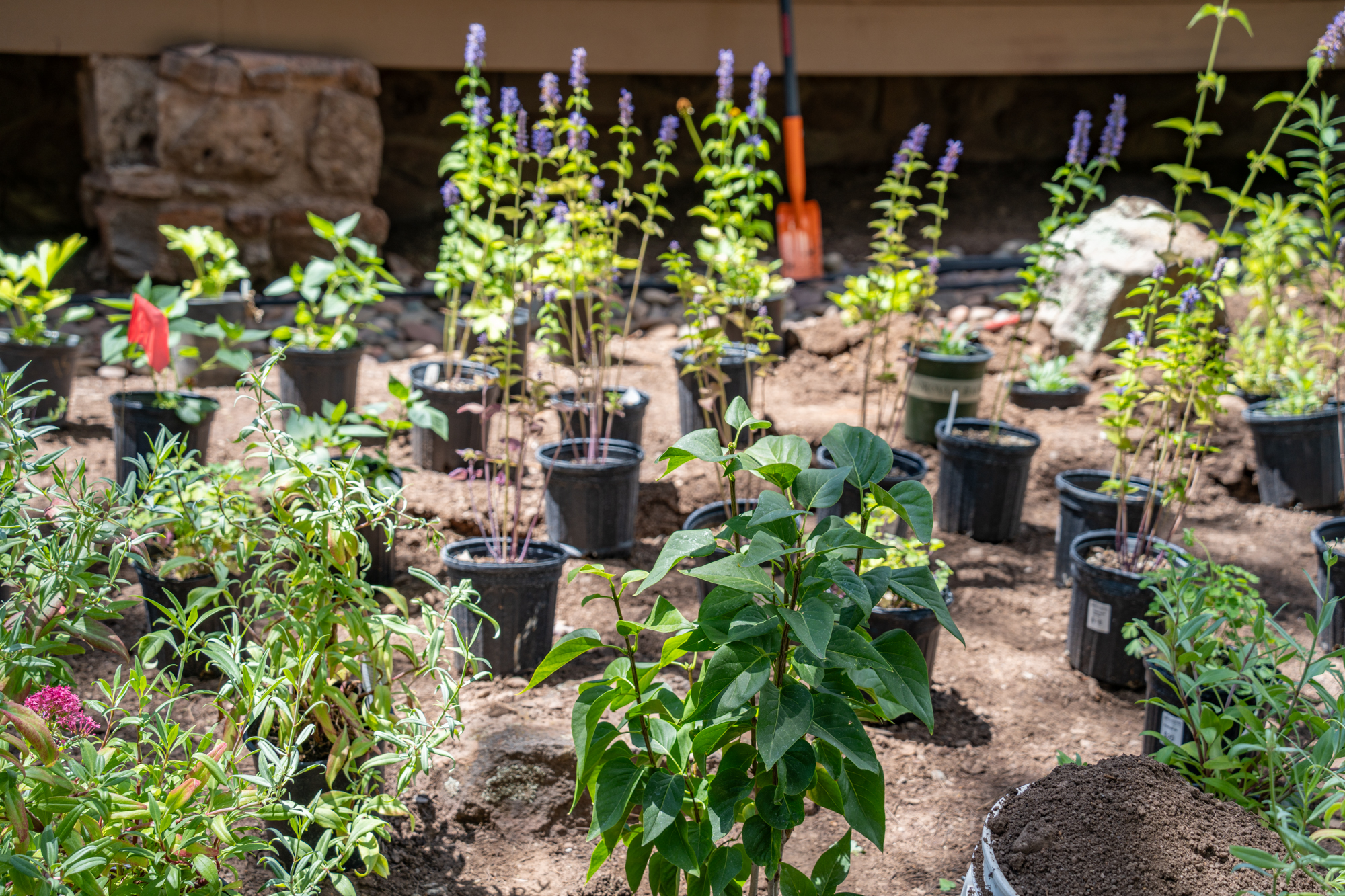 Promoting Native Plants