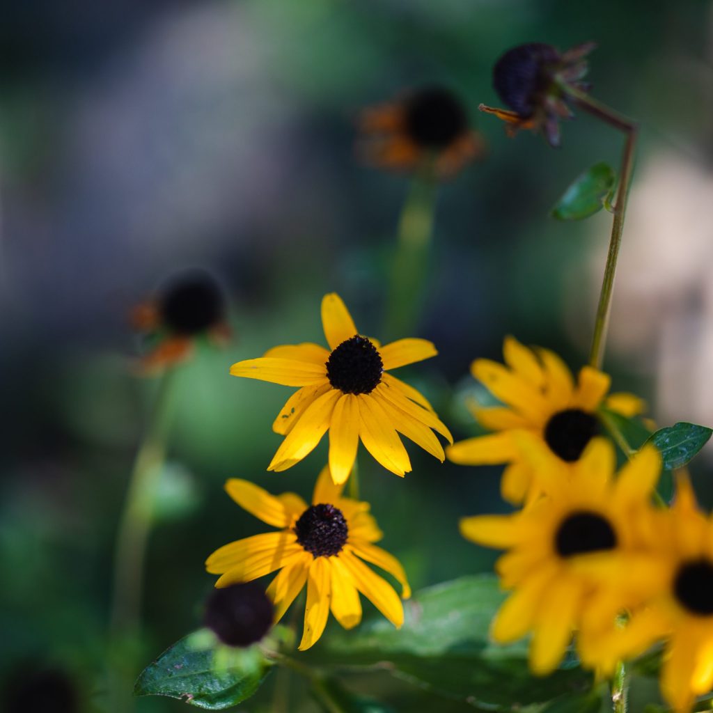 honey bee on a sunflower