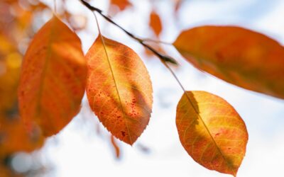 ‘Fallscape’ Plants for Your Garden