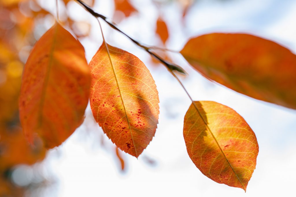 ‘Fallscape’ Plants for Your Garden